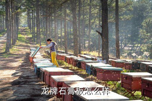 龙牌石膏板怎么样
