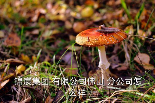  锦宸集团 有限公司佛山 分公司怎么样