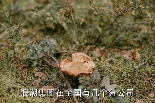 浪潮集团在全国有几个分公司